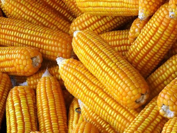 Yellow/White Corn